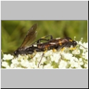 Macrophya montana - Blattwespe 08.jpg